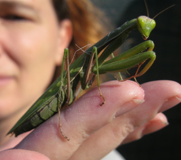 La mia mantide (Mantis religiosa femmina)